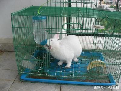 科學飼養(yǎng)兔子 蔬菜選擇指南與飼料搭配，守護腸胃健康