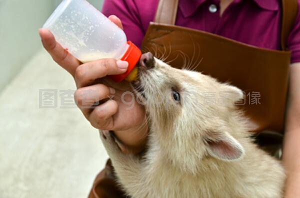 愛心與科學(xué)的交融 動(dòng)物飼養(yǎng)員如何精心喂養(yǎng)白化浣熊寶寶